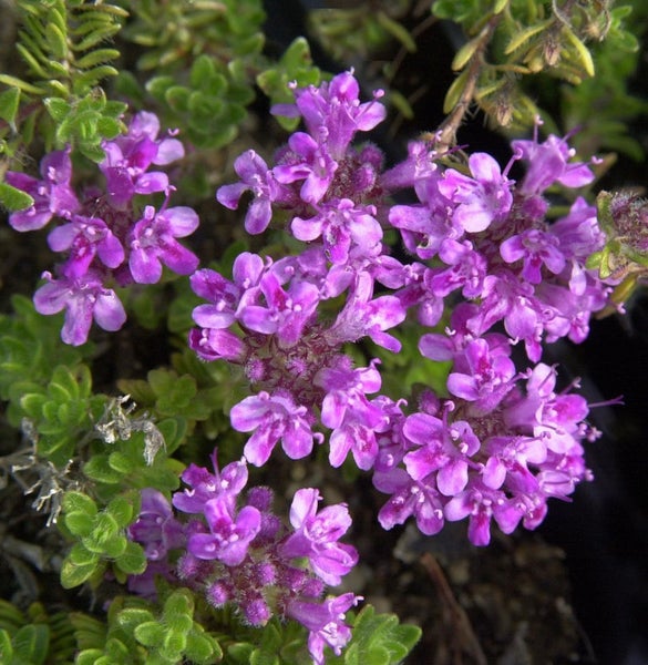 Nahaufnahme von kriechendem Thymian mit lila Blüten.