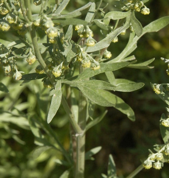 Nahaufnahme einer blühenden Eberraute Pflanze.