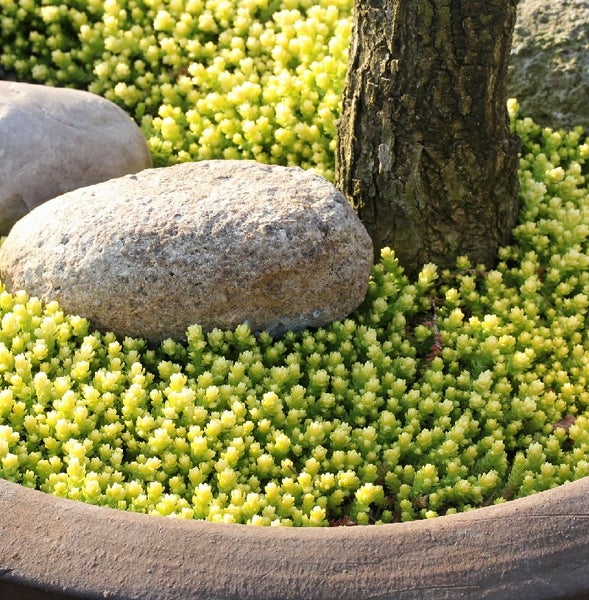 Detailaufnahme eines Pflanzgefäßes mit Gold-Fetthenne, Steinen und einem Baumstamm