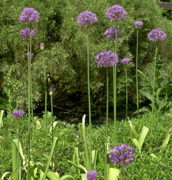 Blühende Zierlauchpflanzen im Garten