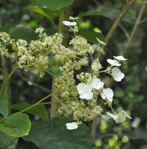 Nahaufnahme einer Rispenhortensie mit weißen Blüten.