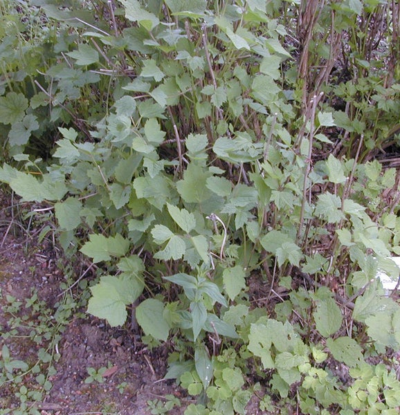Busch mit grünen Blättern