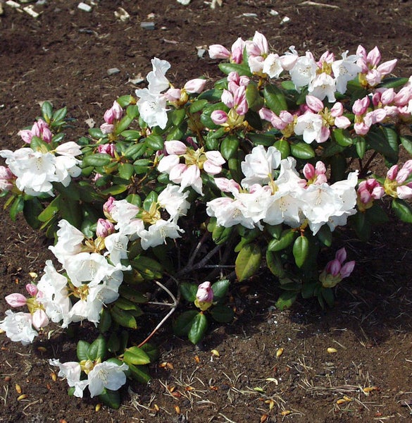 Blühender Rhododendron im Gartenbeet