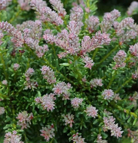 Nahaufnahme einer Andenpolster Pflanze mit kleinen Blättern und Blüten