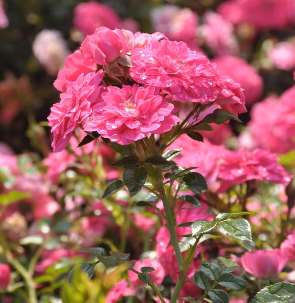 Nahaufnahme von rosa Rosenblüten im Garten