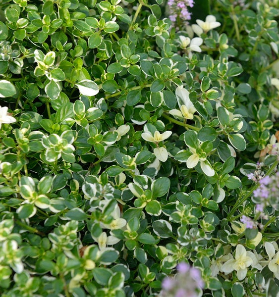 Detailaufnahme von Zitronen-Thymian-Pflanze mit grünen und weißen Blättern