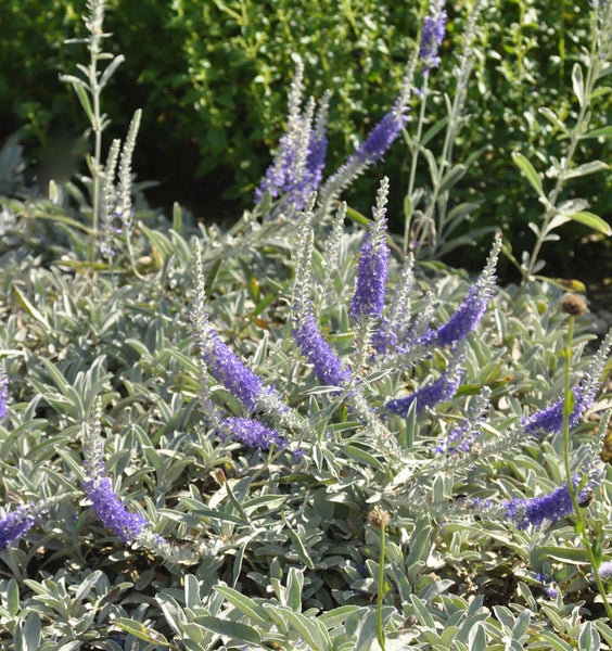 Silber-Ehrenpreis Pflanze mit blau-violetten Blütenständen im Garten.