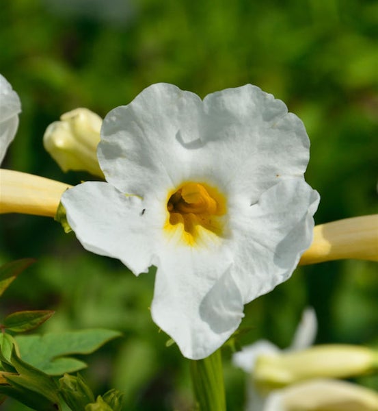 Nahaufnahme einer weissen Blüte mit gelber Mitte