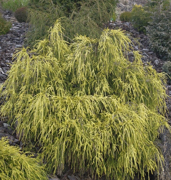 Gelbe Hängezypresse im Gartenbeet