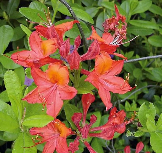 Azalee mit roten Blüten und grünen Blättern