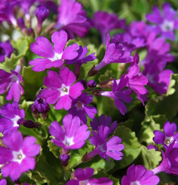 Nahaufnahme von Aurikelblüten mit fünf Blütenblättern