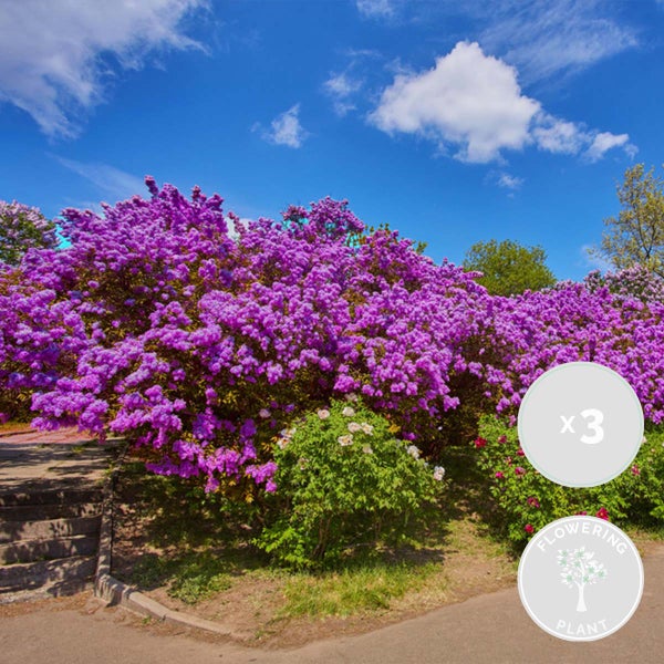 3x Syringa 'Bloomerang Dark Purple' - Flieder - Strauch - Winterherz – ⌀13 cm - ↕15-20 cm