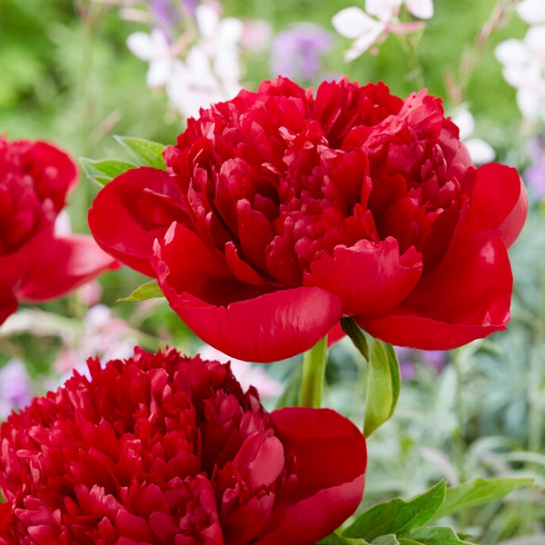 3x Paeonia Mix – Pfingstrose – Strauch – Winterhart – ⌀09 cm - ↕15-20 cm