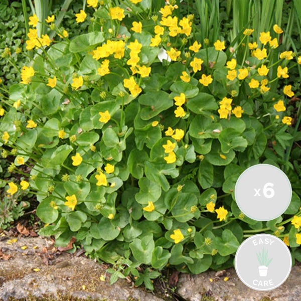 6x Caltha Palustris – Ringelblume – Pflegeleicht – Zone 1-2 – ⌀09cm - ↕15-25 cm