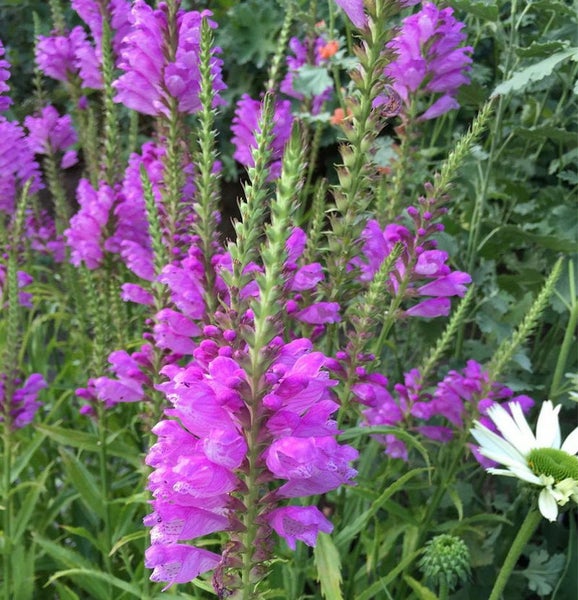 Aufrechte, blühende Garten-Blütenstände