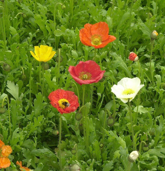 Feld mit bunten Mohnblumen im Garten