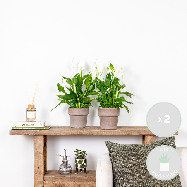 Bloomique - 2er Set - Spathiphyllum Torelli - Friedenslilie - Einblatt Zimmerpflanze - Zimmerpflanzen - Luftreinigend - Höhe 30-40 cm - Topf 12 cm