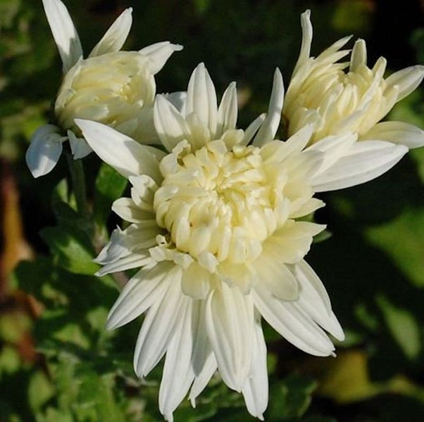 Nahaufnahme von blühenden Chrysanthemen