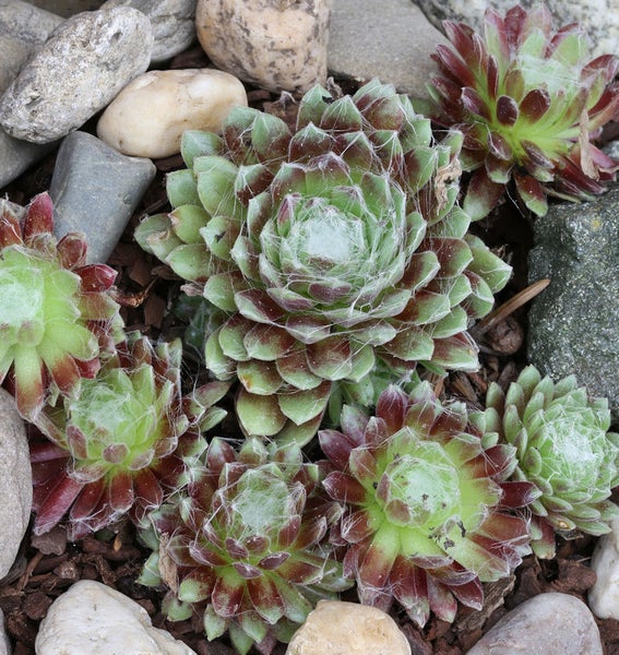 Hauswurz-Pflanzen im Steingarten