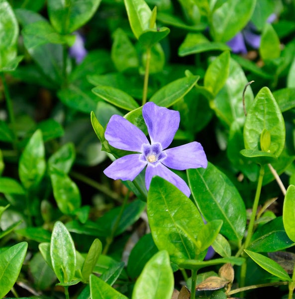 Immergrün Pflanze mit blauer Blüte und grünen Blättern