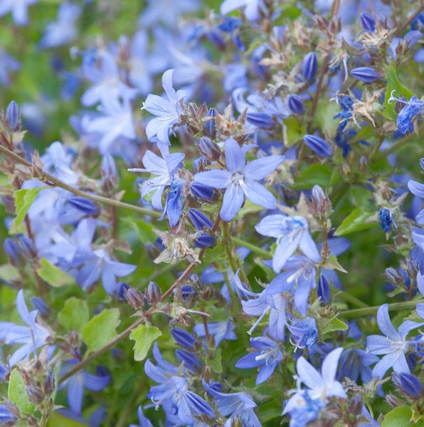 Nahaufnahme von Glockenblumen mit blauen Blüten und grünen Blättern.