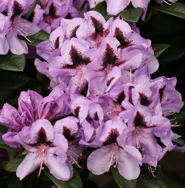 Nahaufnahme von Rhododendronblüten