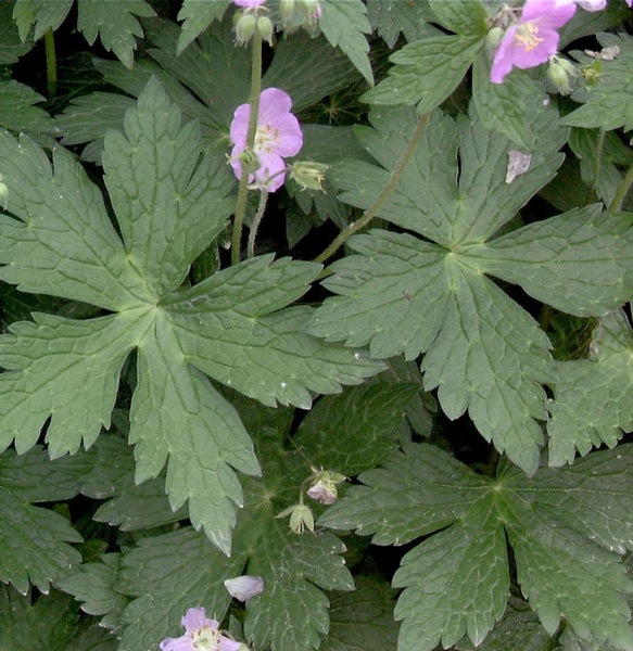Nahaufnahme einer blühenden Storchschnabel Pflanze
