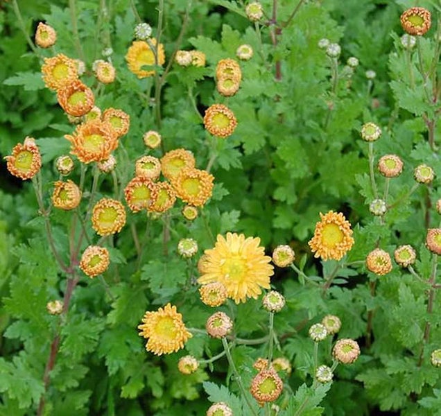 Gelbe Chrysanthemenblüten im Gartenbeet.
