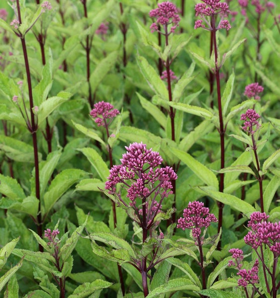 Blühende Purpur-Greiskraut-Pflanze im Gartenbeet