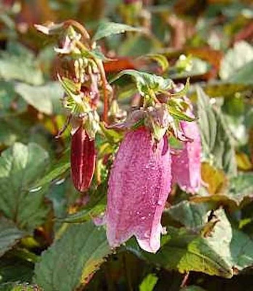 Nickende Glockenblume mit rosa Blüten im Garten