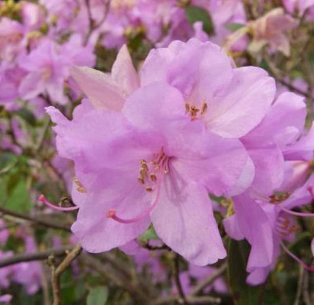 Nahaufnahme einer rosa Rhododendronblüte