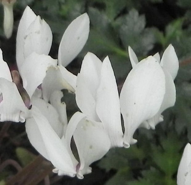 Nahaufnahme weißer Alpenveilchenblüten