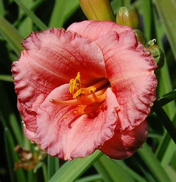 Nahaufnahme einer rosafarbenen Taglilienblüte mit gelben Staubgefäßen