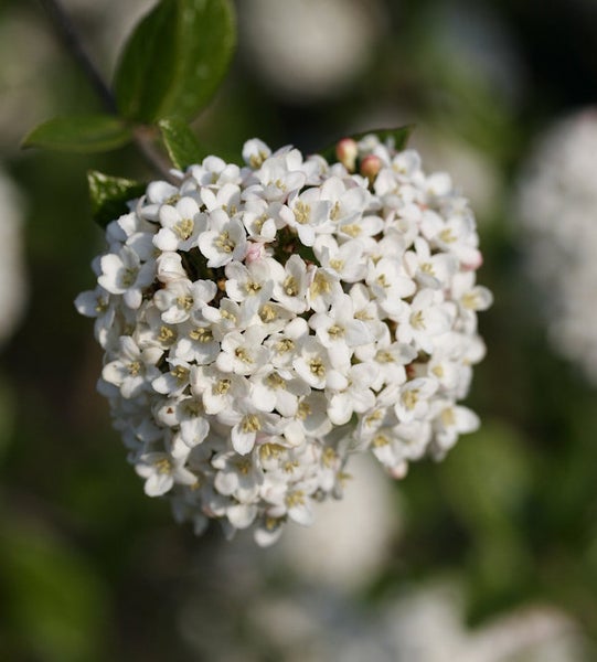 Nahaufnahme von Viburnum-Blütenstand