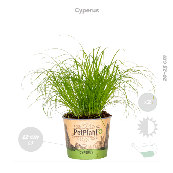 Bloomique - 6er-Set - Haustierfreundliche Pflanzen - Chlorophytum, Cyperus, Callisia - Zimmerpflanzen - 20-30 cm Hoch - Topf 12 cm