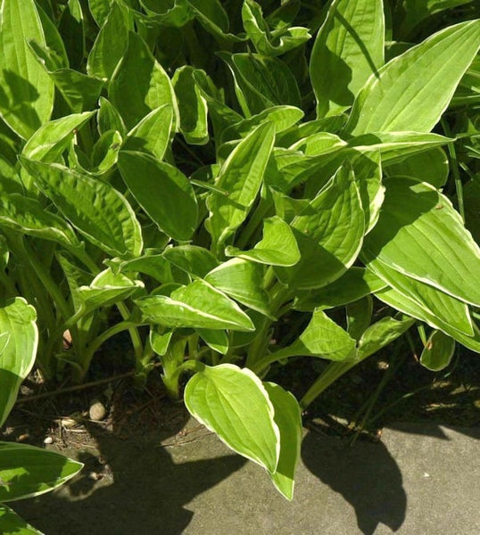 Funkie mit hellen Blatträndern im Garten