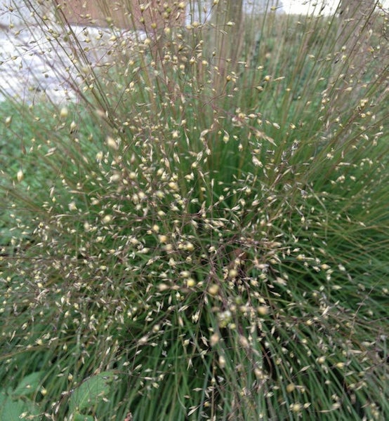 Detailaufnahme einer Rispenhirse Pflanze