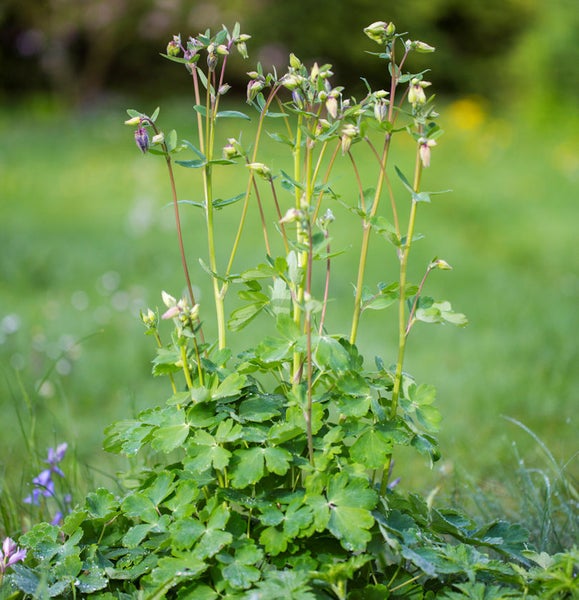 Nahaufnahme einer Akelei Pflanze im Garten
