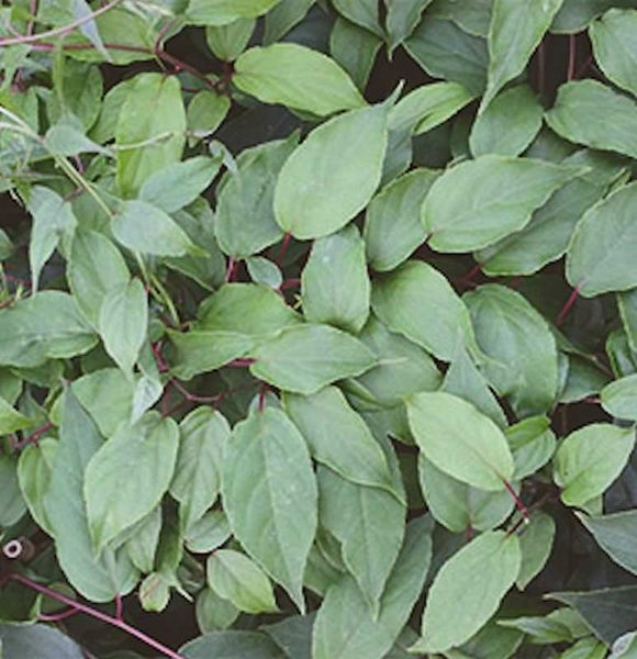 Nahaufnahme von Kletterpflanze mit Blättern