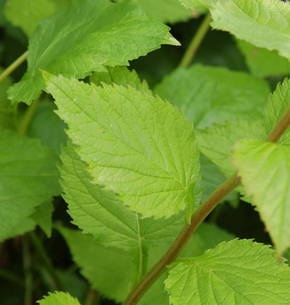 Nahaufnahme von grünen Blättern einer Pflanze