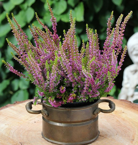 Besenheide in einem Topf mit Griffen auf einem Holztisch