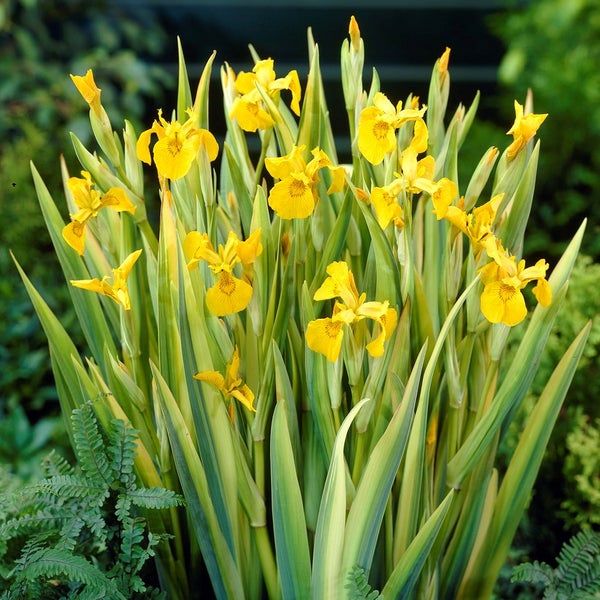 Iris 'Pseudacorus' – Gelbe Schwertlilie – Teichpflanze – Pflegeleicht – Zone 2-3 – ⌀9cm - ↕20-30cm