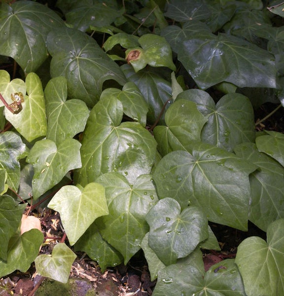 Nahaufnahme von Efeublättern im Garten