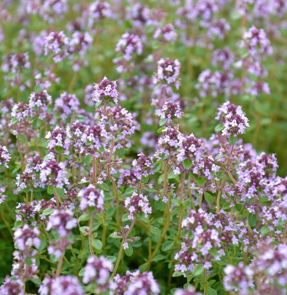 Blühender Thymian im Garten
