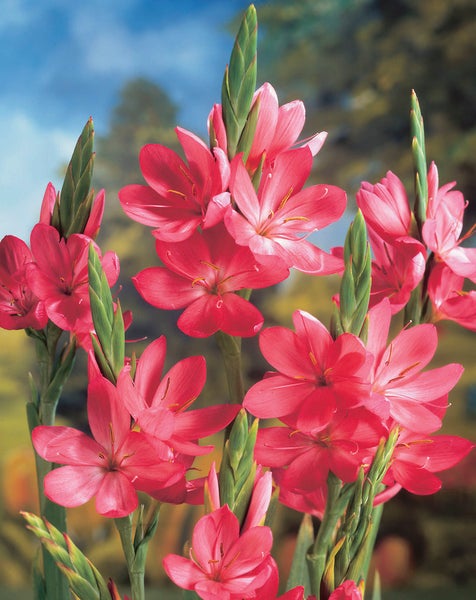 Schizostylis 'Mrs Hegarty' pro 3 Stück | Rosa kaffernlilie - Teichpflanze im Gärtnertopf ⌀9 cm - ↕10-20 cm