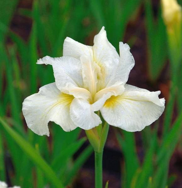 Nahaufnahme einer einzelnen Irisblüte mit weißen Blütenblättern