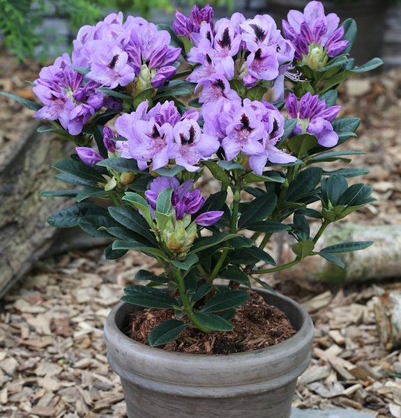 Rhododendron im Topf mit lila Blüten