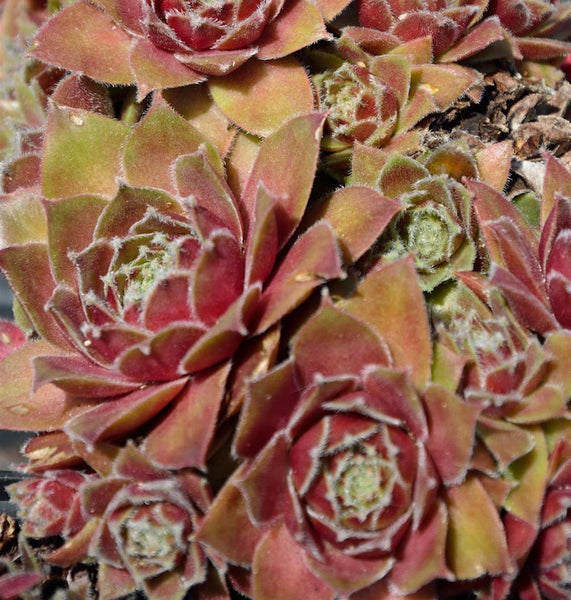 Nahaufnahme von Hauswurz Pflanzen