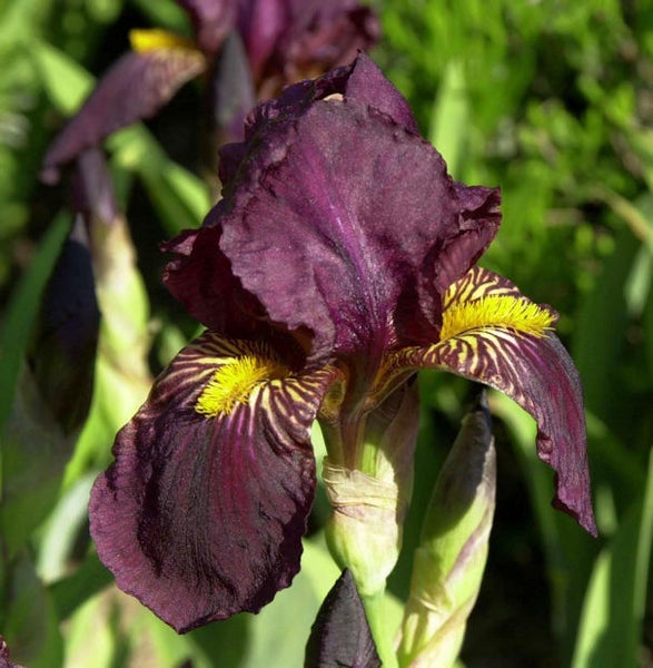 Nahaufnahme einer dunkelvioletten Schwertlilie mit gelben Akzenten
