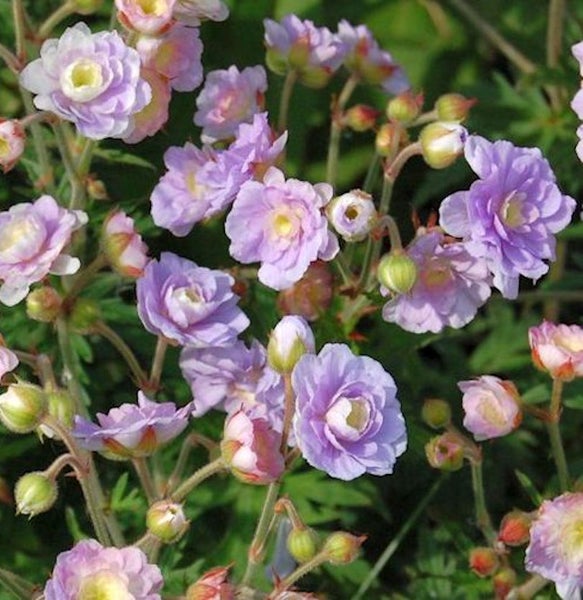 Nahaufnahme von lila Storchschnabelblüten